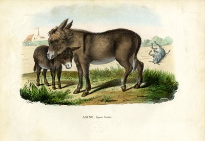 Donkey, 1863-79 by Raimundo Petraroja